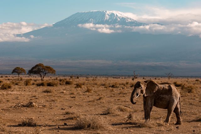 Classic Maasai Mara & Amboseli Safari